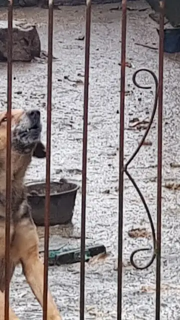 perro jaula perro jaula