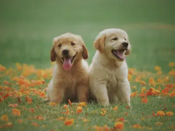 Dos cachorros de perro Dos cachorros de perro