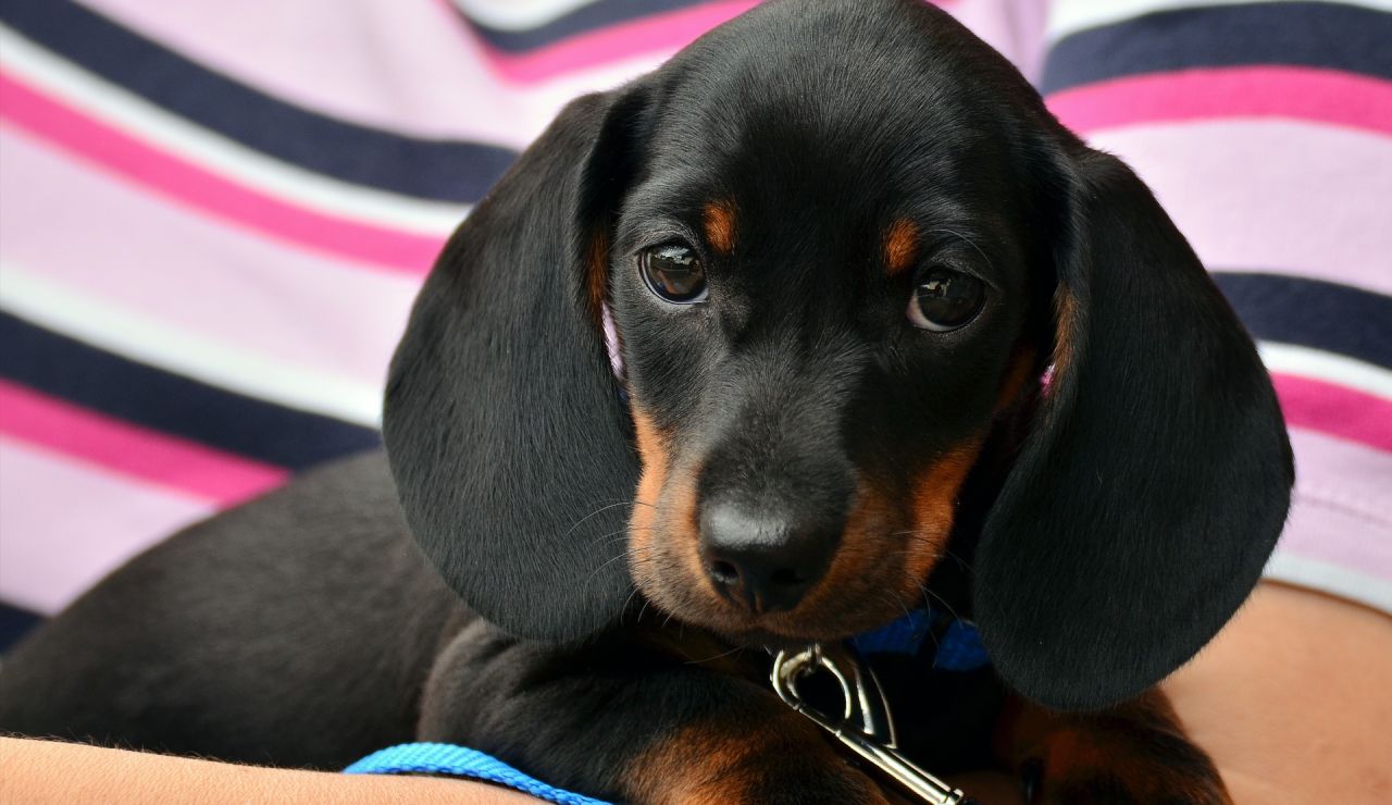 Un cachorro de perro Un cachorro de perro