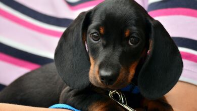Condenados los propietarios de una tienda de animales que dejaron morir a decenas de cachorros