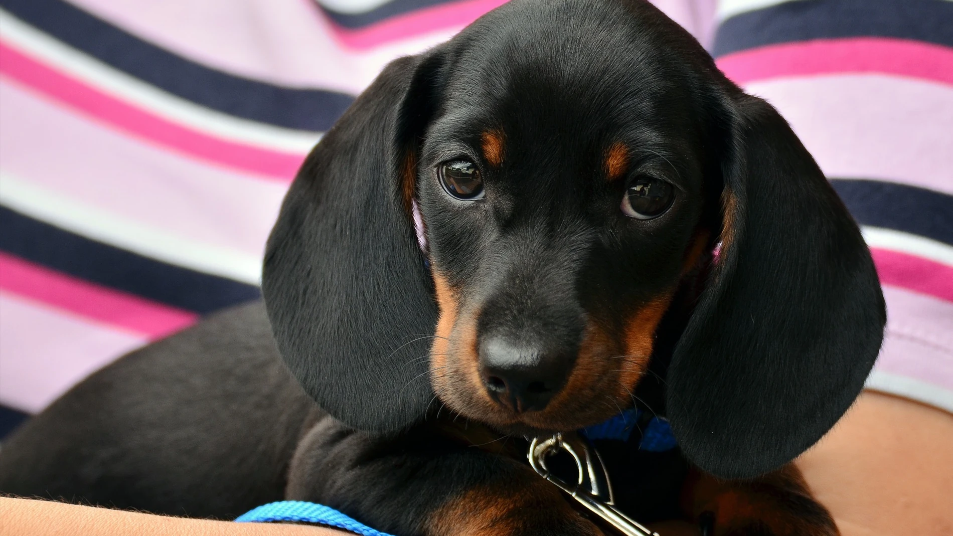 Un cachorro de perro Un cachorro de perro