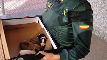 Cachorros rescatados