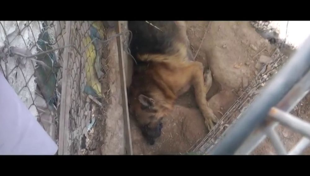 Denuncian la existencia de una 'casa de los horrores' en Murcia con perros agonizando y comiéndose a otros animales muertos