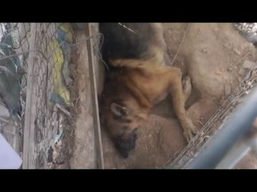 Denuncian la existencia de una 'casa de los horrores' en Murcia con perros agonizando y comiéndose a otros animales muertos