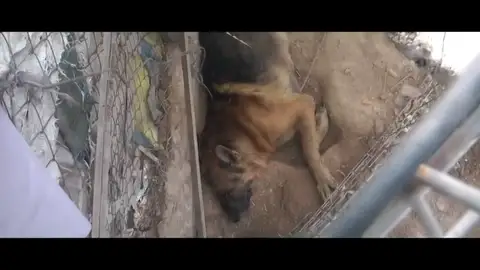Denuncian la existencia de una 'casa de los horrores' en Murcia con perros agonizando y comiéndose a otros animales muertos Denuncian la existencia de una 'casa de los horrores' en Murcia con perros agonizando y comiéndose a otros animales muertos