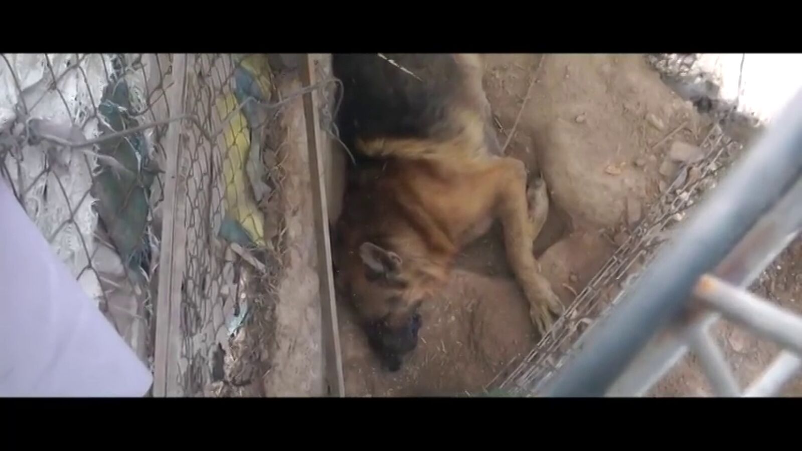 Denuncian la existencia de una 'casa de los horrores' en Murcia con perros agonizando y comiéndose a otros animales muertos