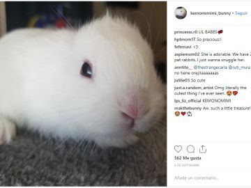 Conejo sin orejas Conejo sin orejas