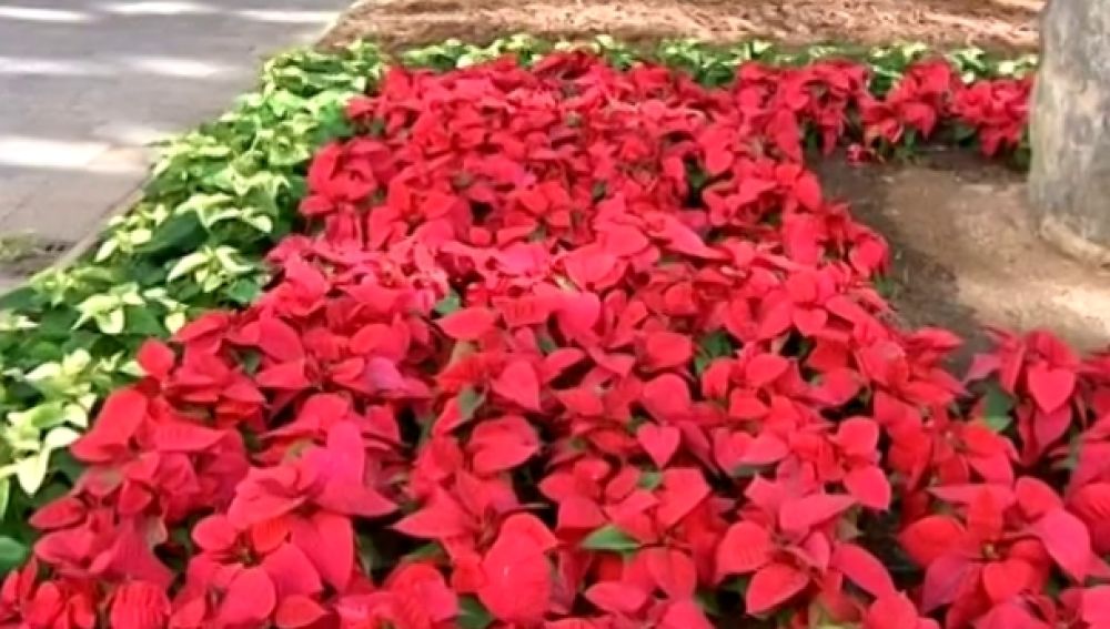 Flor de Pascua