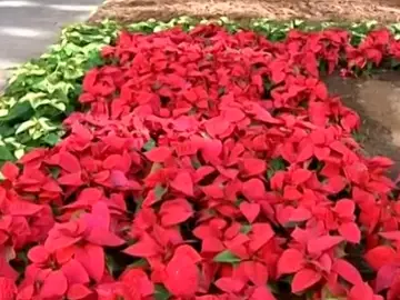 Flor de Pascua Flor de Pascua