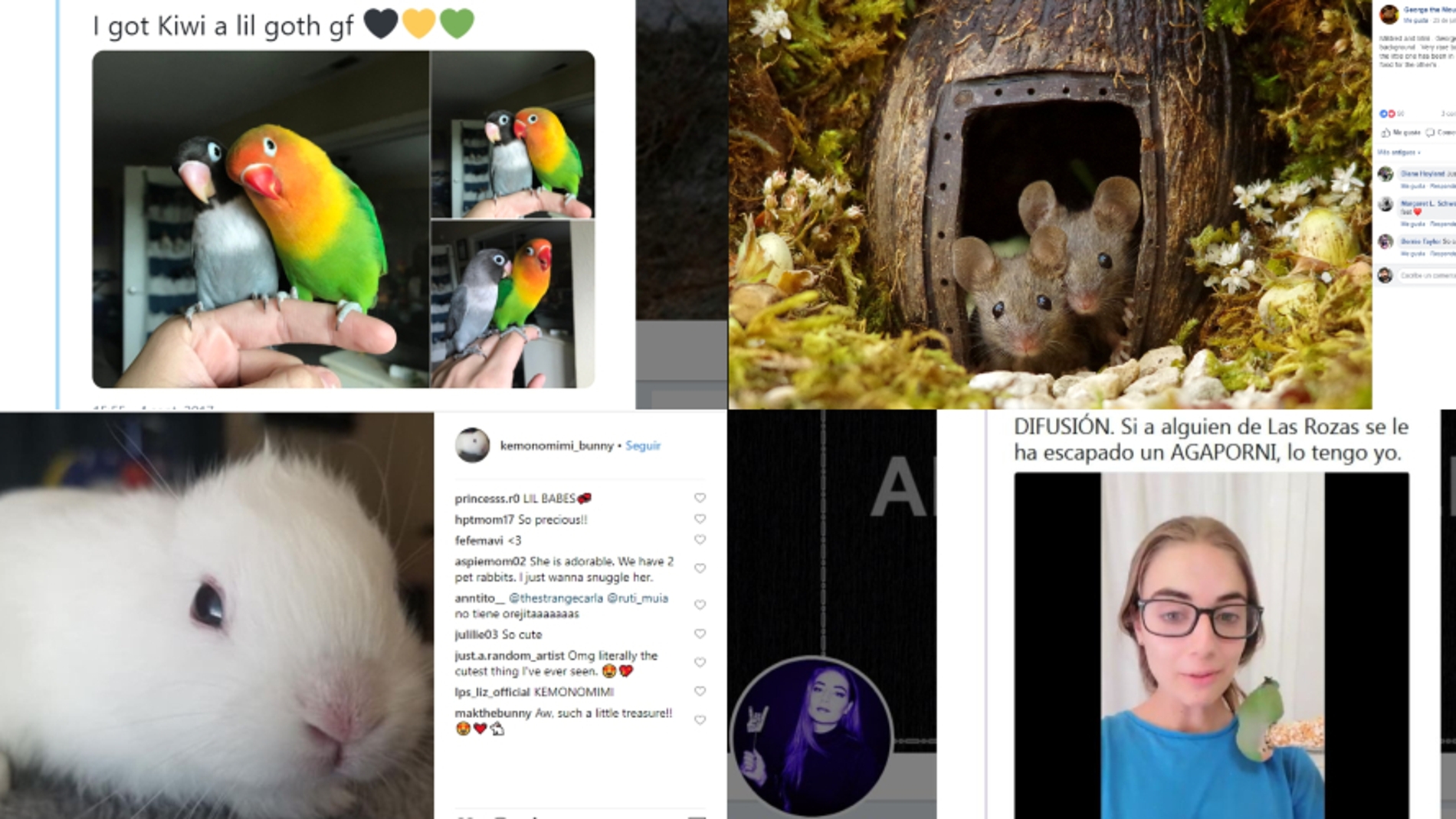 Animales adorables