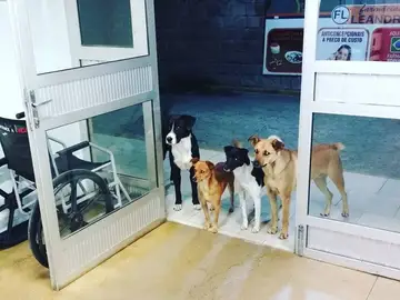 Los cuatro perros esperando en la puerta Los cuatro perros esperando en la puerta