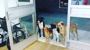 Los cuatro perros esperando en la puerta