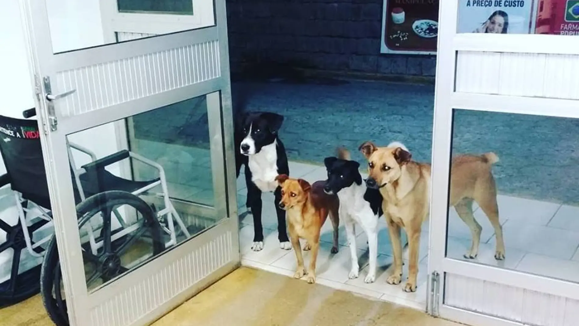 Los cuatro perros esperando en la puerta Los cuatro perros esperando en la puerta