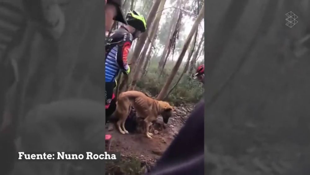 Un grupo de ciclistas rescata a un perro abandonado y atado a un árbol para que muriera de hambre