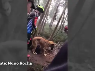 Un grupo de ciclistas rescata a un perro abandonado y atado a un árbol para que muriera de hambre Un grupo de ciclistas rescata a un perro abandonado y atado a un árbol para que muriera de hambre