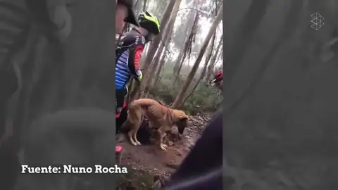 Un grupo de ciclistas rescata a un perro abandonado y atado a un árbol para que muriera de hambre Un grupo de ciclistas rescata a un perro abandonado y atado a un árbol para que muriera de hambre