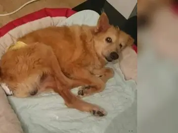 Pincho, el perro sometido a continuas violaciones Pincho, el perro sometido a continuas violaciones