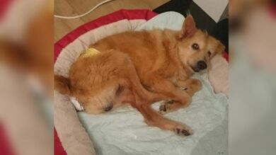La atroz historia de Pincho, el perro que fue sometido a violaciones continuadas durante cinco años