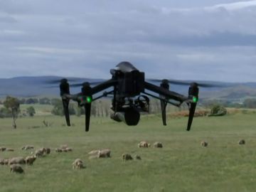 En Australia, los drones se encargan de controlar a los corderos en época de cría