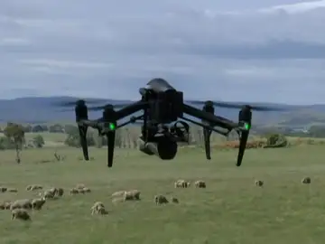 En Australia, los drones se encargan de controlar a los corderos en época de cría En Australia, los drones se encargan de controlar a los corderos en época de cría