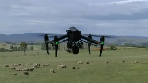 En Australia, los drones se encargan de controlar a los corderos en época de cría En Australia, los drones se encargan de controlar a los corderos en época de cría