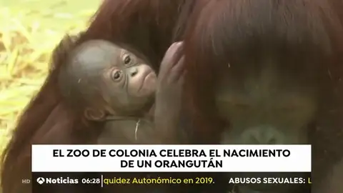 ORANGUTAN_NUEVA ORANGUTAN_NUEVA