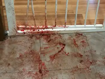 El rastro que dejó la perra asustada por los petardos El rastro que dejó la perra asustada por los petardos
