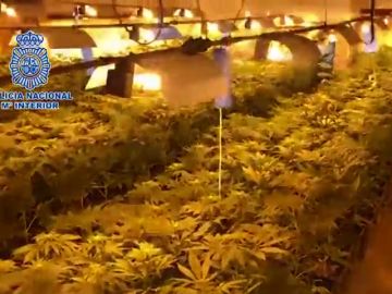 La Policía Nacional desmantela un cultivo de marihuana con más de un millar de plantas en Antequera