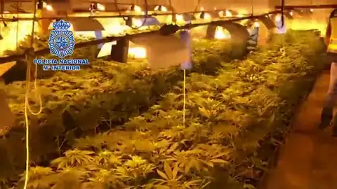 La Policía Nacional desmantela un cultivo de marihuana con más de un millar de plantas en Antequera La Policía Nacional desmantela un cultivo de marihuana con más de un millar de plantas en Antequera