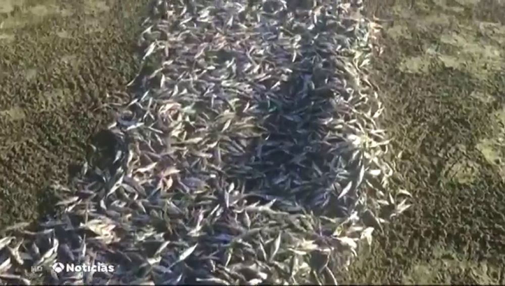 Cientos de peces muertos al sur de Gran Canaria