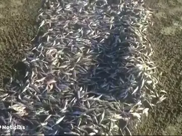 Cientos de peces muertos al sur de Gran Canaria Cientos de peces muertos al sur de Gran Canaria