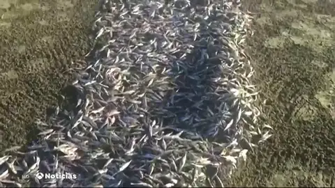 Cientos de peces muertos al sur de Gran Canaria Cientos de peces muertos al sur de Gran Canaria