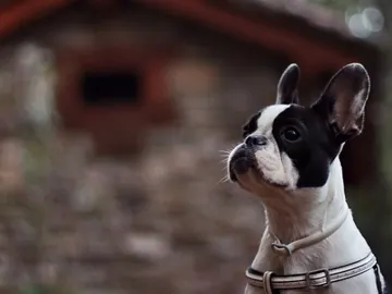 Un cachorro de Bulldog francés Un cachorro de Bulldog francés