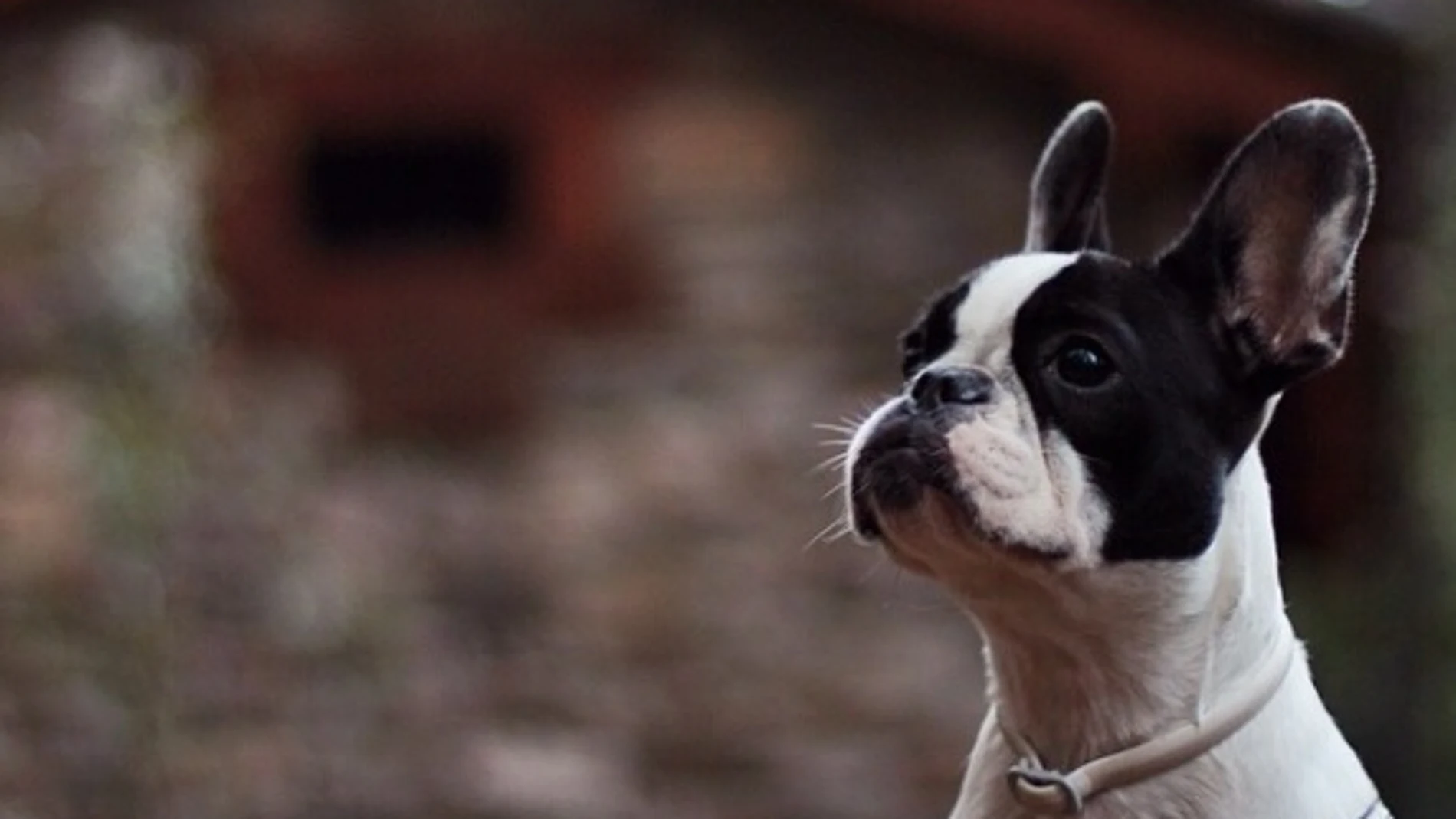 Un cachorro de Bulldog francés Un cachorro de Bulldog francés