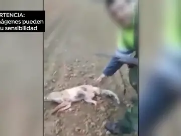 REEMPLAZO Detenido el autor de una salvaje agresión a un zorro: lo pateó y lanzó por los aires hasta su muerte REEMPLAZO Detenido el autor de una salvaje agresión a un zorro: lo pateó y lanzó por los aires hasta su muerte