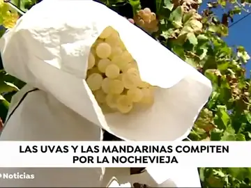 Las uvas y las mandarinas compiten por la nochevieja Las uvas y las mandarinas compiten por la nochevieja
