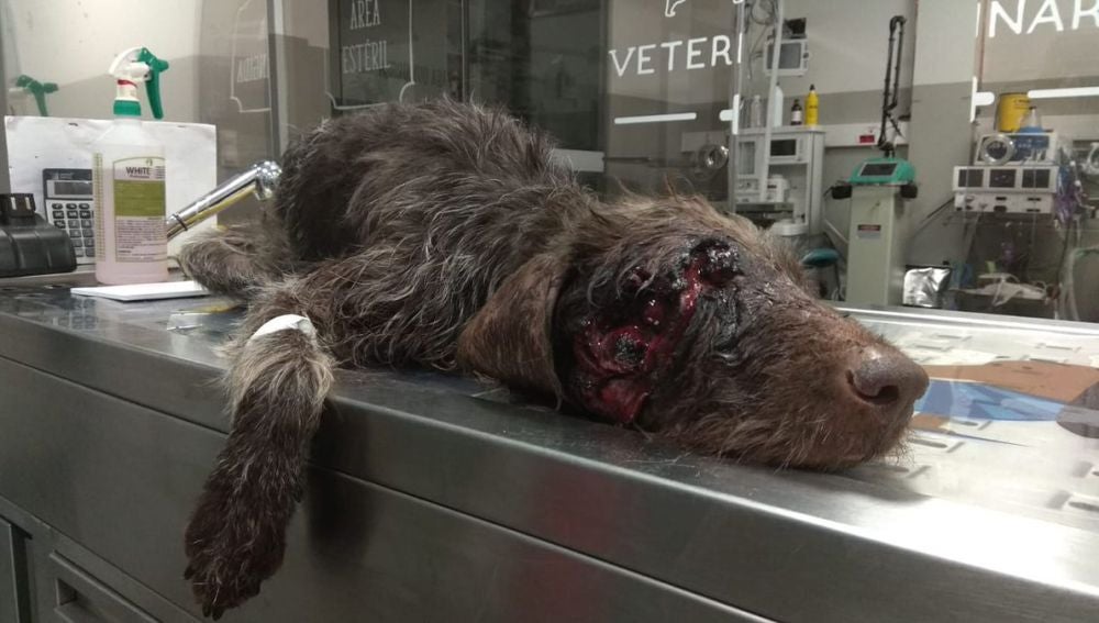 El perro herido tras recibir un disparo en la cara