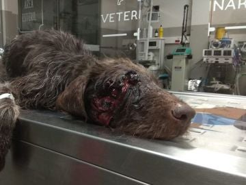 El perro herido tras recibir un disparo en la cara