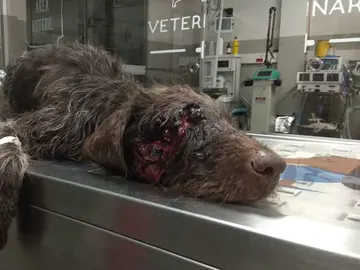 El perro herido tras recibir un disparo en la cara El perro herido tras recibir un disparo en la cara