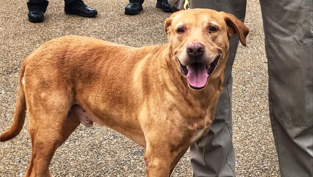 Ringo, el perro policía que ya tiene un nuevo hogar