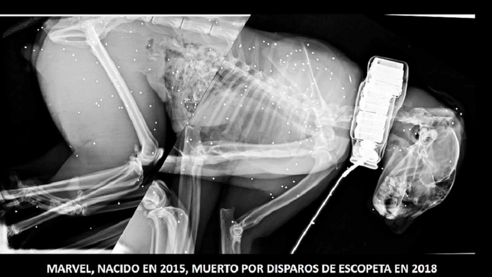 Imagen del lince ibérico muerto por disparos de escopeta Imagen del lince ibérico muerto por disparos de escopeta
