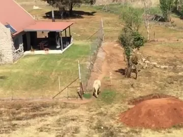 La casa rodeada de leones La casa rodeada de leones