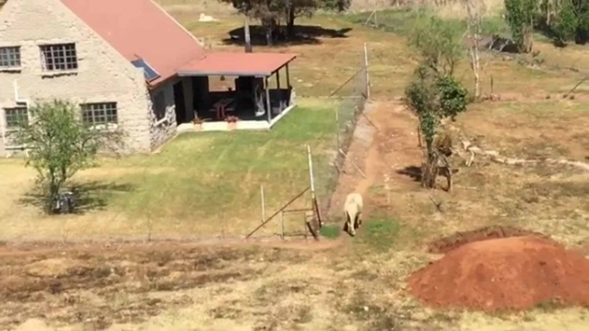 La casa rodeada de leones La casa rodeada de leones