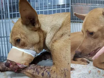 Explosión perro Explosión perro