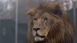 Imagen del león que atacó a uno de los trabajadores de un centro de conservación de animales salvajes de Carolina del Norte Imagen del león que atacó a uno de los trabajadores de un centro de conservación de animales salvajes de Carolina del Norte
