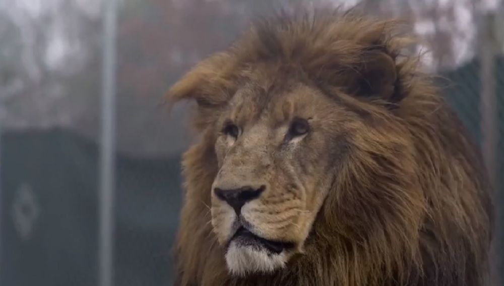 Imagen del león que atacó a uno de los trabajadores de un centro de conservación de animales salvajes de Carolina del Norte