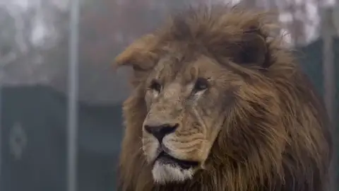 Imagen del león que atacó a uno de los trabajadores de un centro de conservación de animales salvajes de Carolina del Norte Imagen del león que atacó a uno de los trabajadores de un centro de conservación de animales salvajes de Carolina del Norte