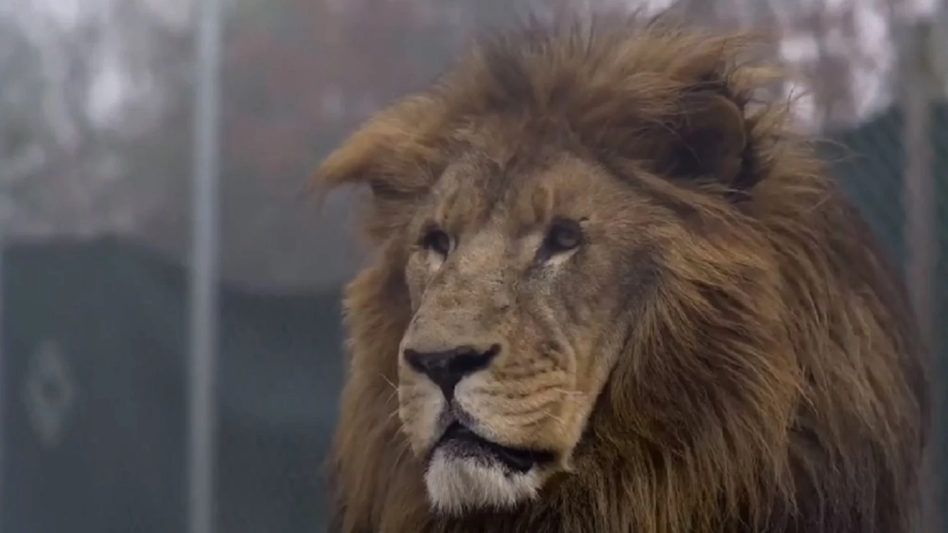 Imagen del león que atacó a uno de los trabajadores de un centro de conservación de animales salvajes de Carolina del Norte Imagen del león que atacó a uno de los trabajadores de un centro de conservación de animales salvajes de Carolina del Norte