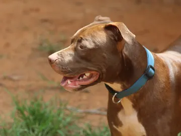 Perro peligroso Perro peligroso