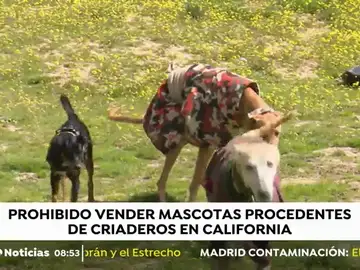CRIADEROS CRIADEROS